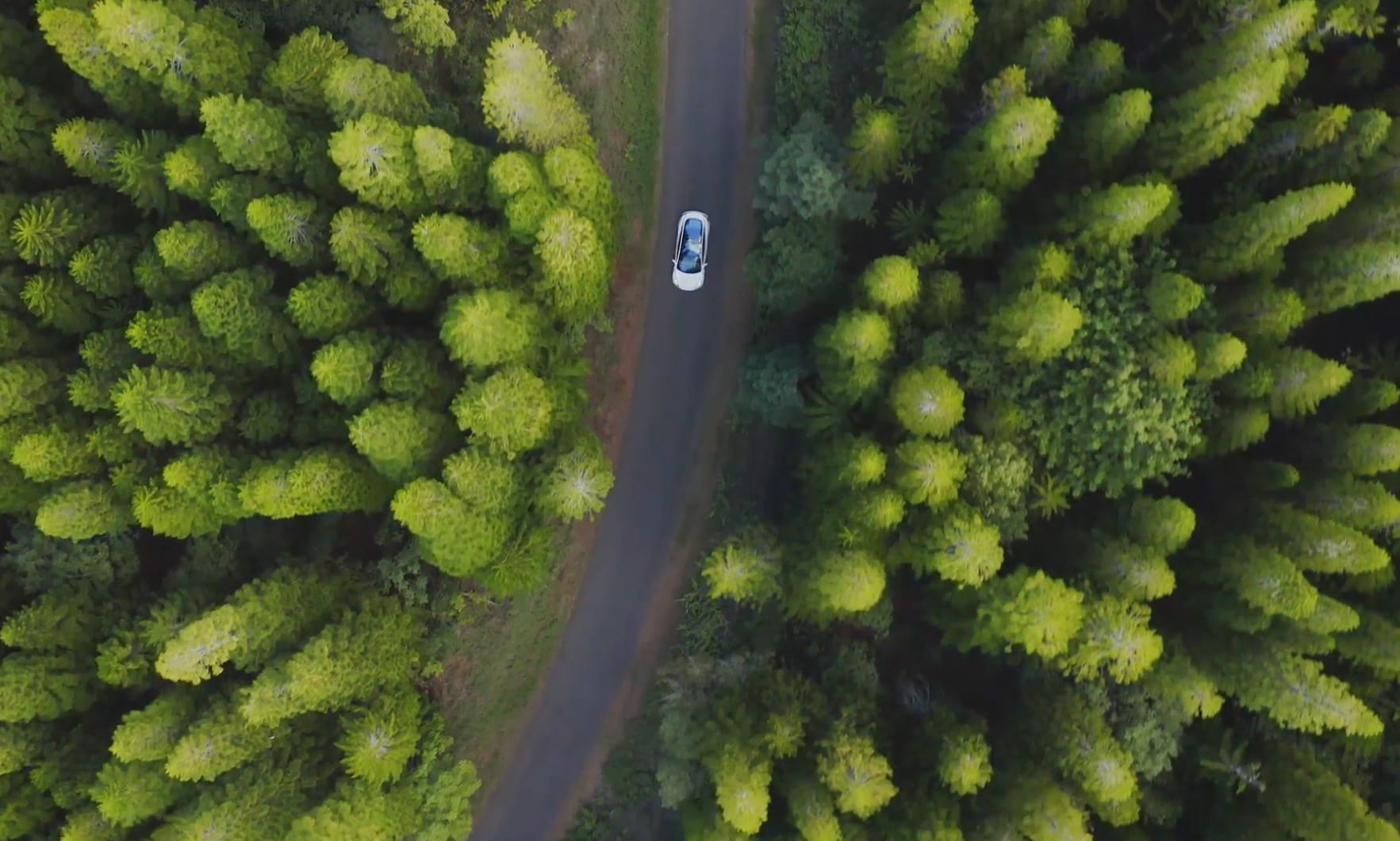 birds eye shot of trees 