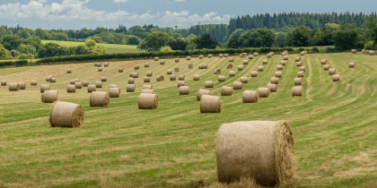 Hay bells