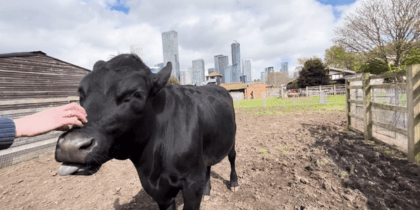 Cow in a city farm