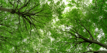 Bottom view of tree trunk to green leaves of tree in forest