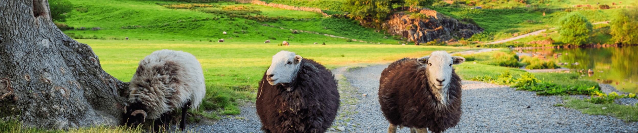 Sheeps grazing on pasture in District Lake, England