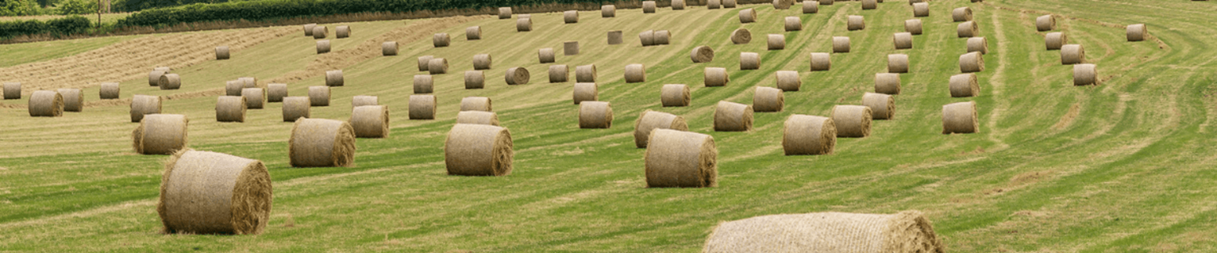 A field of golden, rolled hay bales