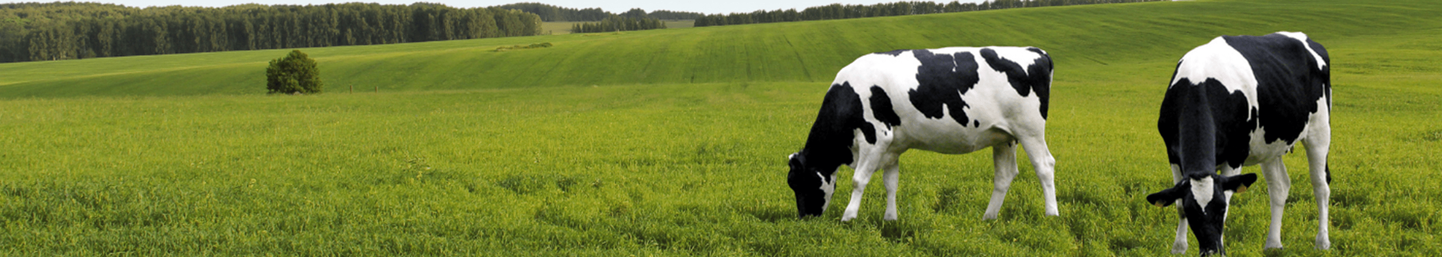 Dairy cows grazing in a field