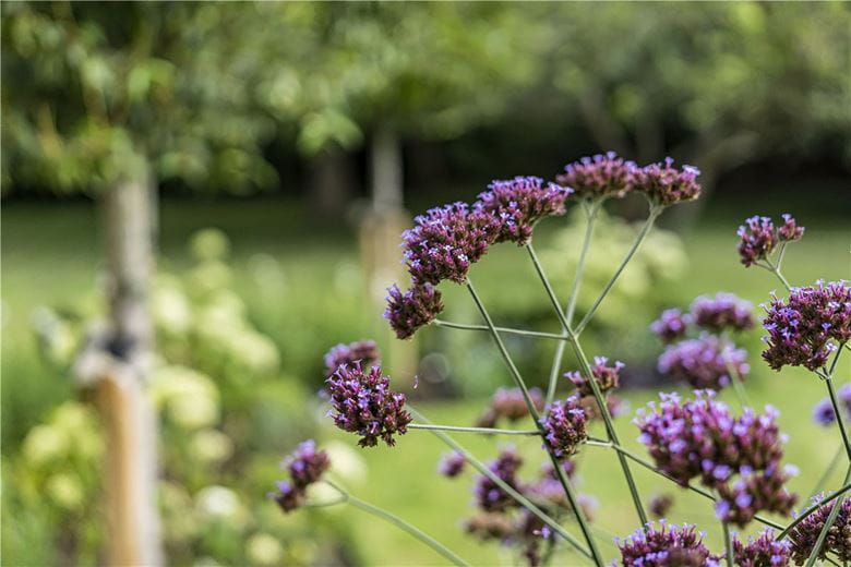 4 bedroom house, Shepherds Close, Weston-on-the-Green OX25 - Sold STC