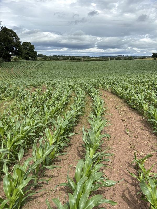  bedroom , Outlying Portions of the Iscoyd Estate - Lot 2, Whitchurch SY13 - Available