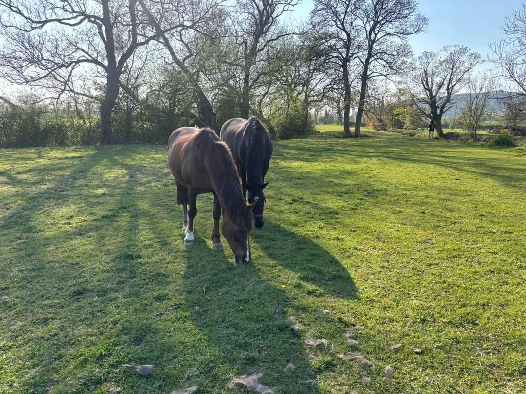 5.9 acres Land, Lot 2: Land At Compton Bishop Farm, Axbridge BS26 - Sold STC