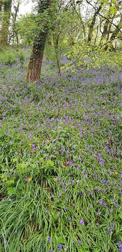 4 bedroom house, Cookbury Court, Cookbury EX22 - Available