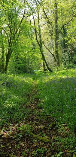 4 bedroom house, Cookbury Court, Cookbury EX22 - Available