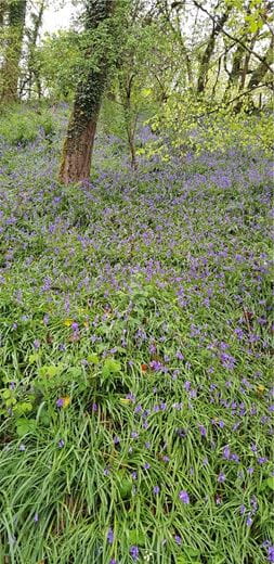 4 bedroom house, Cookbury, Holsworthy EX22 - Available