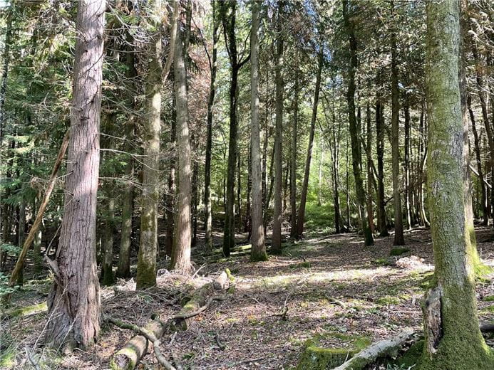 25.5 acres Land, Blake's Copse and Whitford Copse, Corfe TA3 - Available