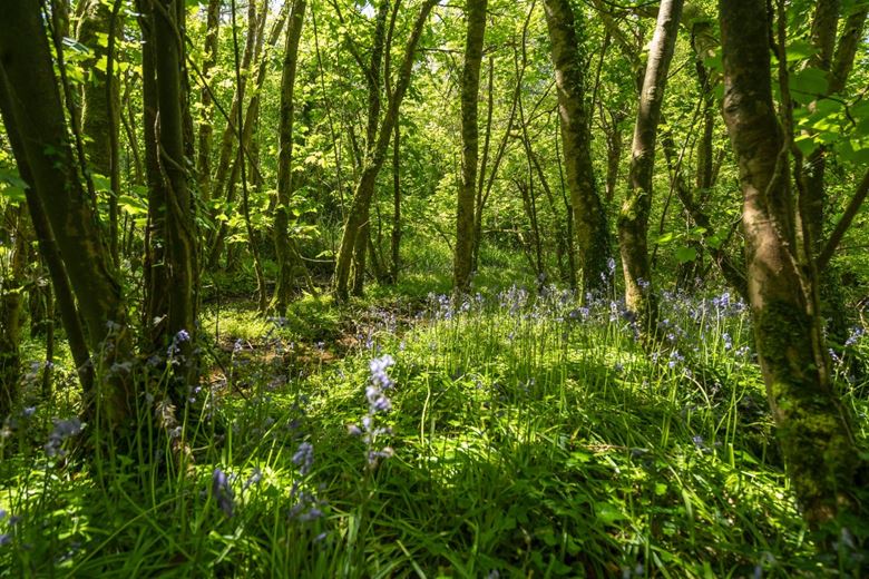 160.7 acres Country Estate, Zelah, Truro TR4 - Available