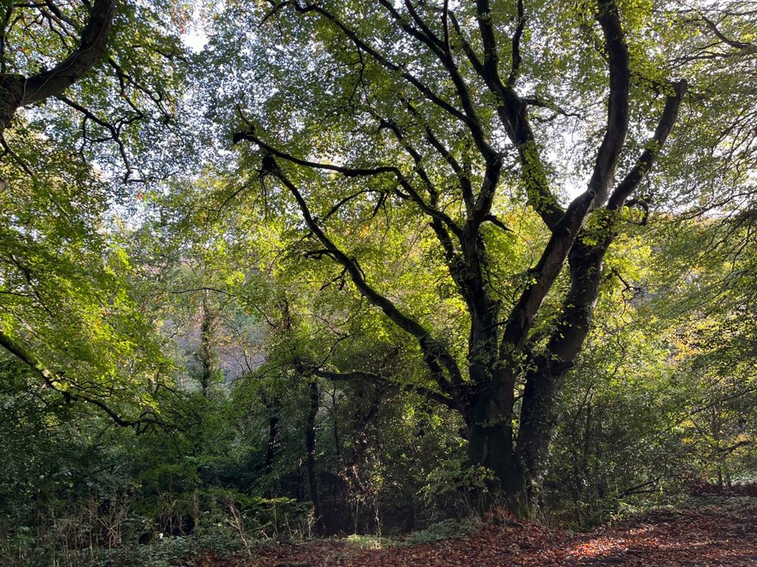 70.7 acres Land, Zelah, Truro TR4 - Sold