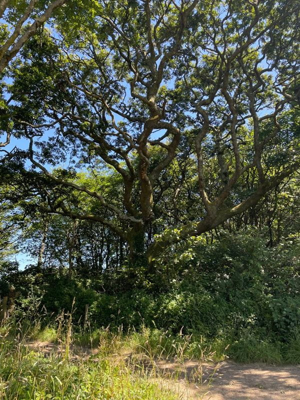 41.7 acres Land, Praze, Camborne TR14 - Sold