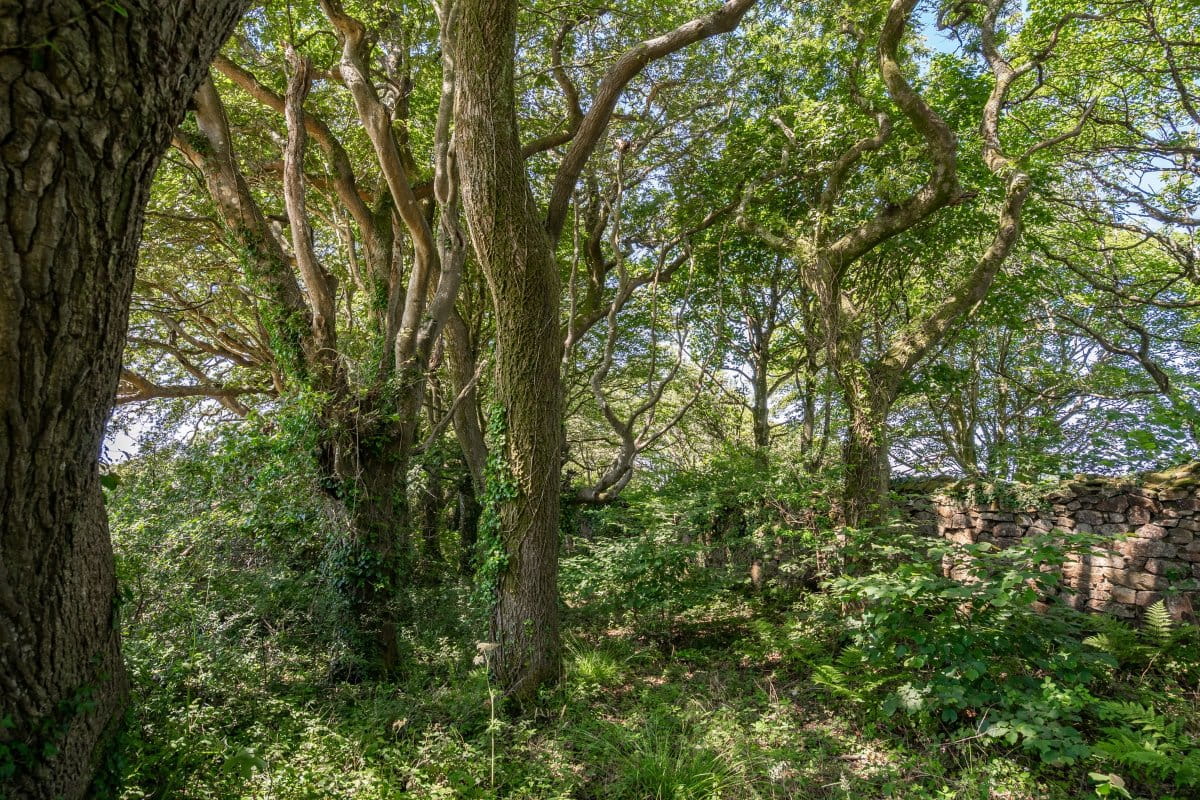 41.7 acres Land, Praze, Camborne TR14 - Sold