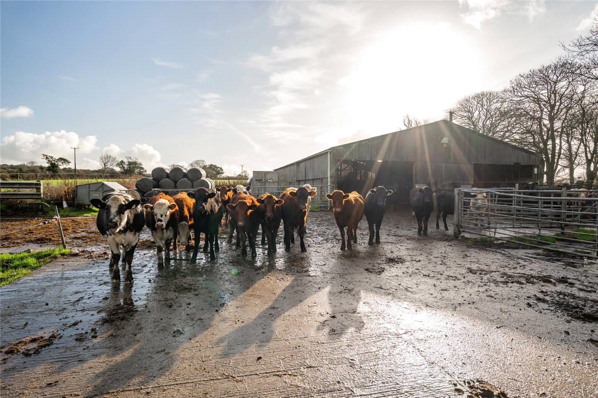 105 acres Farm, Praze, Camborne TR14 - Available
