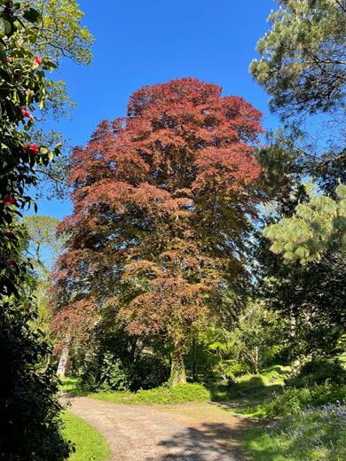 60.4 acres House, Zelah, Truro TR4 - Available