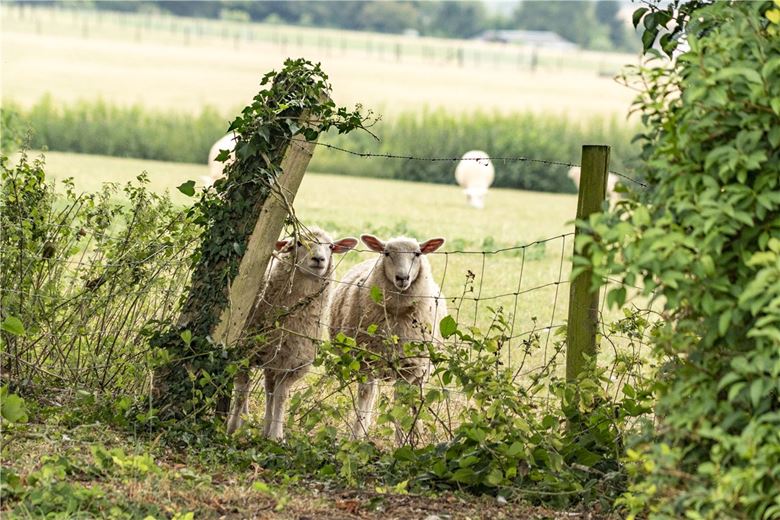 4 bedroom house, Crawley, Winchester SO21 - Sold STC