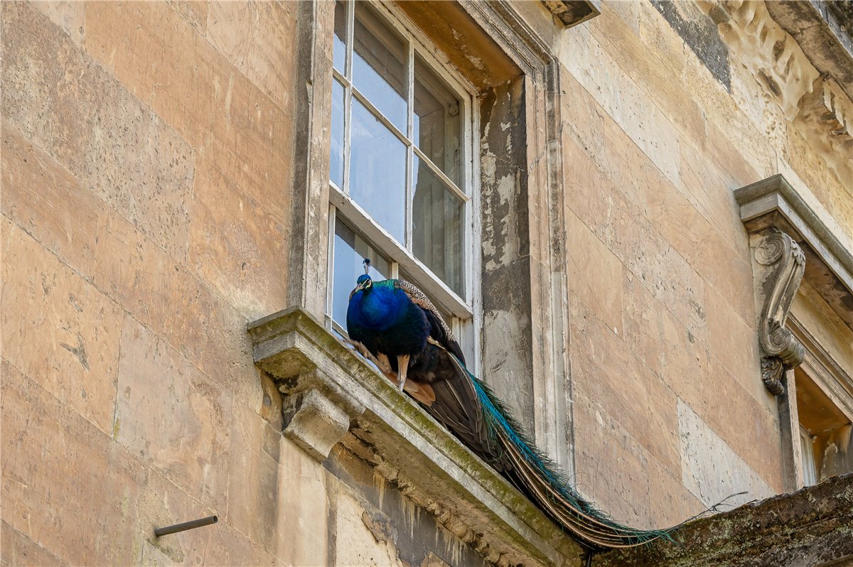 6 bedroom house, Grimston Park, Grimston LS24 - Available